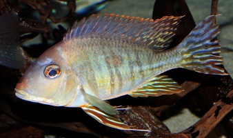 Geophagus surinamensis