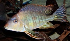 P.Tawil Geophagus cf. surinamensis muséum de Pise C140923A 371.JPG
