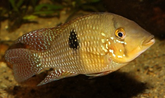 Geophagus brasiliensis