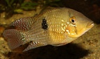 P.Tawil Geophagus brasiliensis le Risbé C220402A 928.JPG