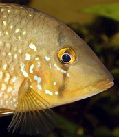 Geophagus brasiliensis