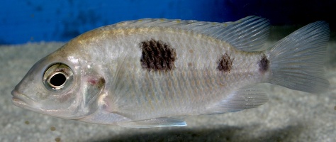 Otopharynx heterodon Magunga femelle