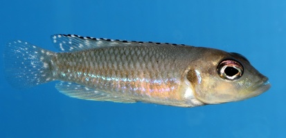 Neolamprologus ocellatus Kipili