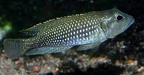 P.Tawil Neolamprologus meleagris Büscher C081215A 150.JPG