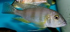 P.Tawil Greenwoodochromis staneri Burundi C081227A 399.jpg