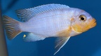 P.Tawil Cynotilapia aurora chrysomallos Malopa C220305A 286.JPG