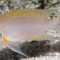 P.Tawil Neolamprologus pulcher wild C121124A 025.JPG