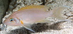 P.Tawil Neolamprologus pulcher wild C121124A 025.JPG