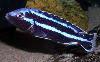 Melanochromis loriae Chizumulu mâle