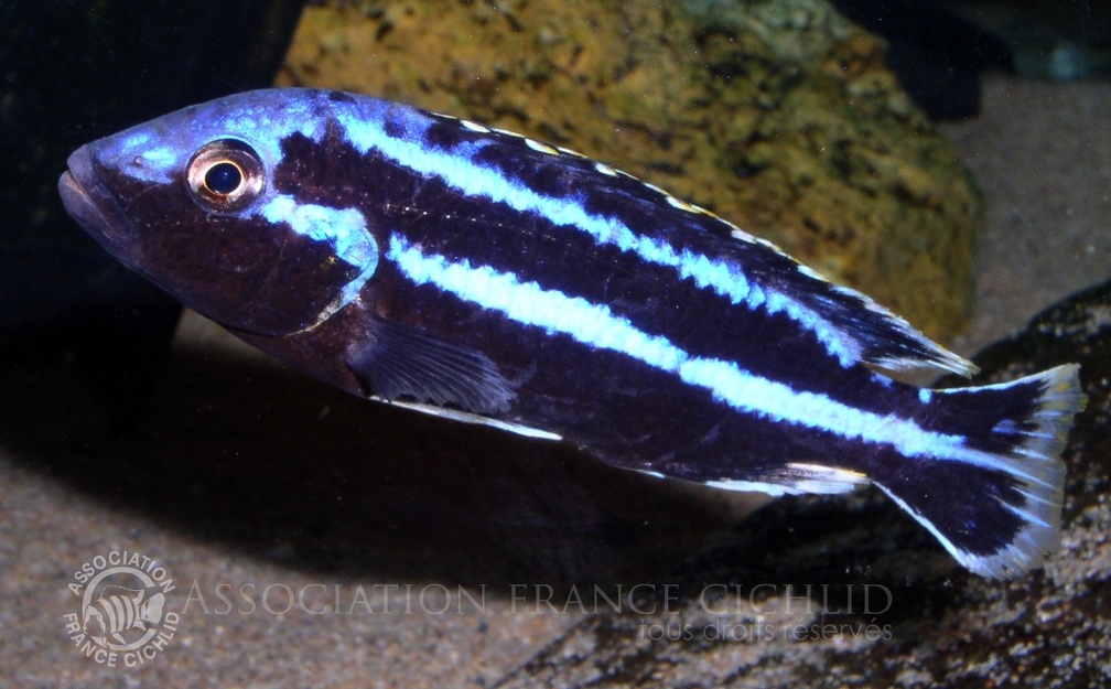 P.Tawil Melanochromis loriae Chizumulu C050102E 011.jpg