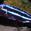 P.Tawil Melanochromis loriae Chizumulu C050102E 011.jpg