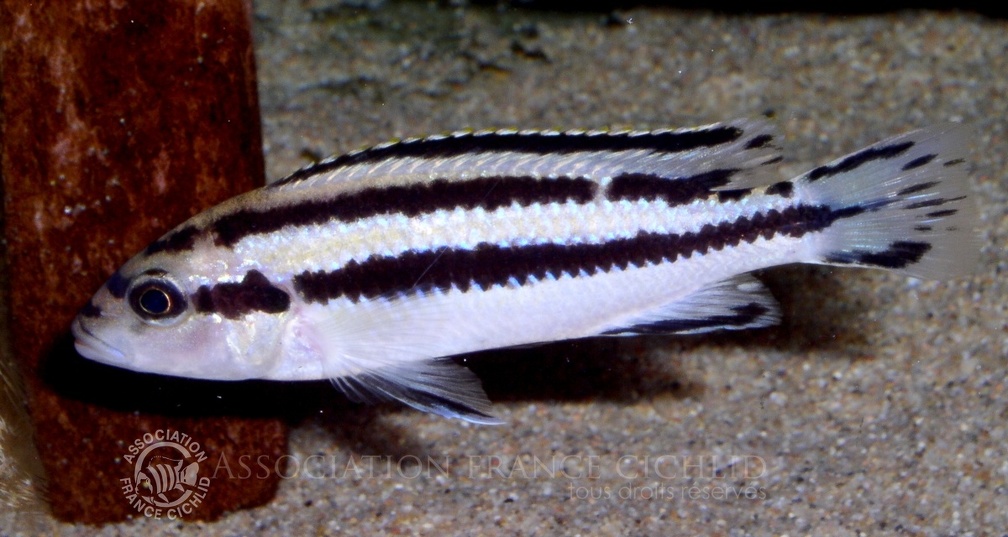 P.Tawil Melanochromis loriae Chizumulu C050611B 044.jpg