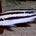 P.Tawil Melanochromis loriae Chizumulu C050611B 044.jpg
