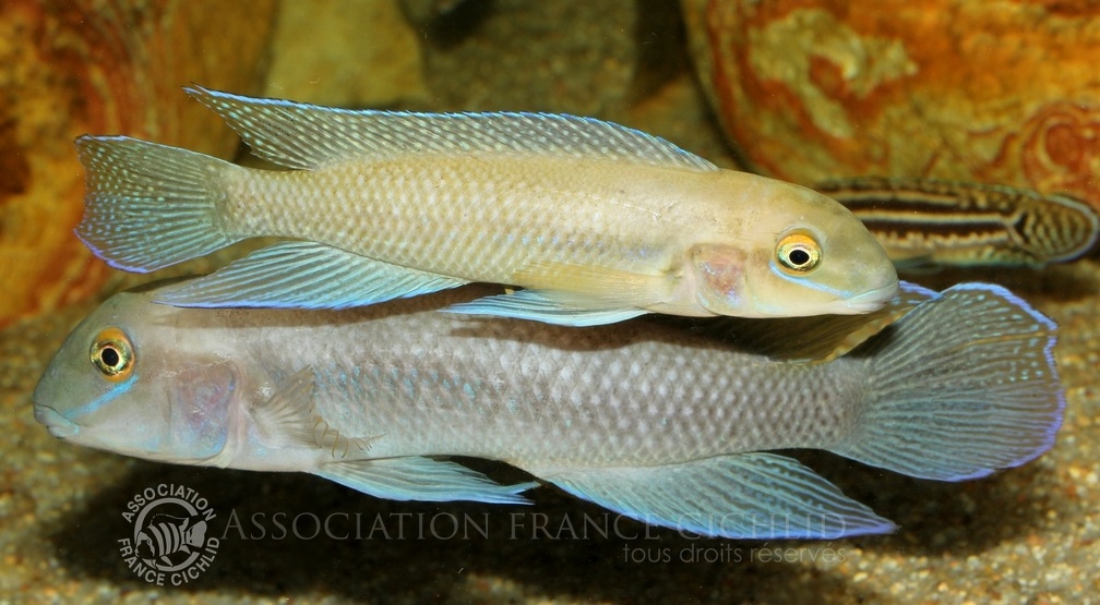 P.Tawil Chalinochromis cyanophleps Mvuna Island C191203B 010.JPG