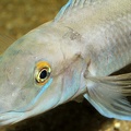 P.Tawil Chalinochromis cyanophleps Mvuna Island C191130A 892.JPG