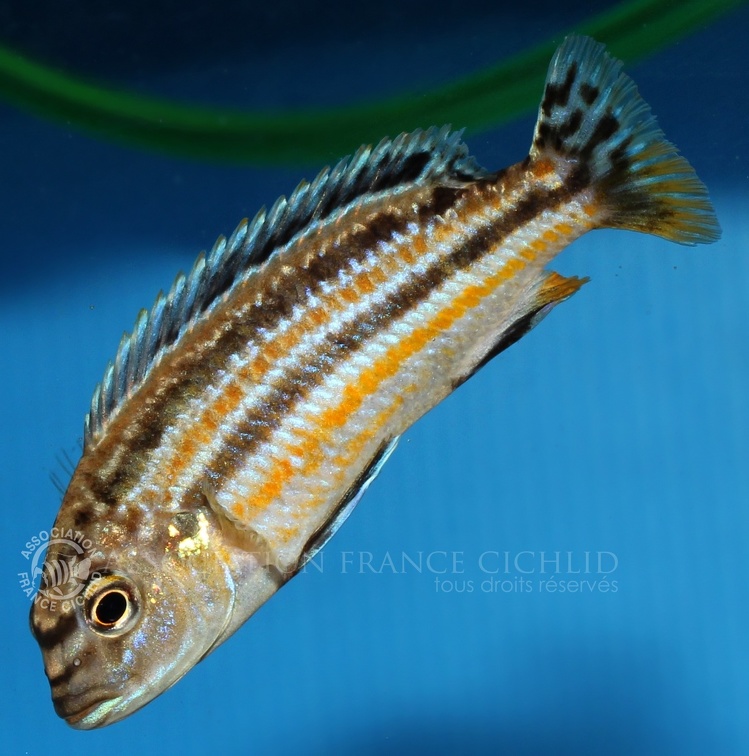 P.Tawil Melanochromis mossambiquensis Nkhungu C200314A 621.JPG