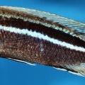 P.Tawil Melanochromis mossambiquensis Nkhungu C200314A 634.JPG