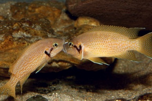 Neolamprologus helianthus couple en parade (mâle à gauche).