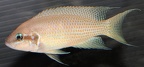 P.Tawil Neolamprologus bricharci Kipili C110430A 086.JPG