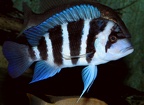 P.Tawil Cyphotilapia gibberosa Moba Zeitoun C140524A 031.JPG