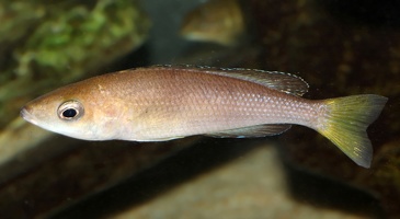 Cyprichromis sp. "jumbo" Mpimbwe femelle