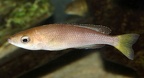 P.Tawil Cyprichromis sp. jumbo Mpimbwe my tank C120313A 063.JPG