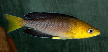 Cyprichromis sp. "jumbo" Mpimbwe