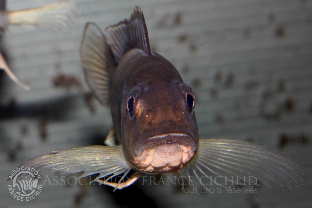 P.Tawil Triglachromis otostigma Burundi pectorales C150221A 286.JPG