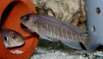 Triglachromis otostigma Kigoma