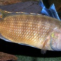 P.Tawil Abactochromis labrosus C160503A 004.jpg