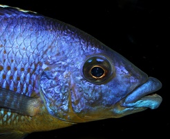 Eclectochromis sp.  "Mbenji thick lips" Mbenji