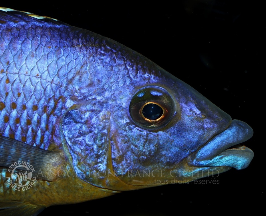P.Tawil Eclectochromis sp. Mbenji thick lips Mbenji home C210221B 038.JPG