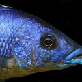 P.Tawil Eclectochromis sp. Mbenji thick lips Mbenji home C210221B 038.JPG