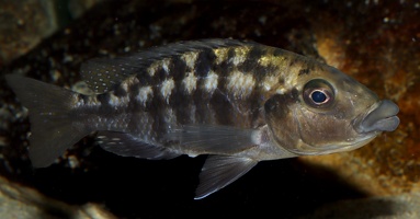 Eclectochromis sp.  "Mbenji thick lips" Mbenji femelle en incubation