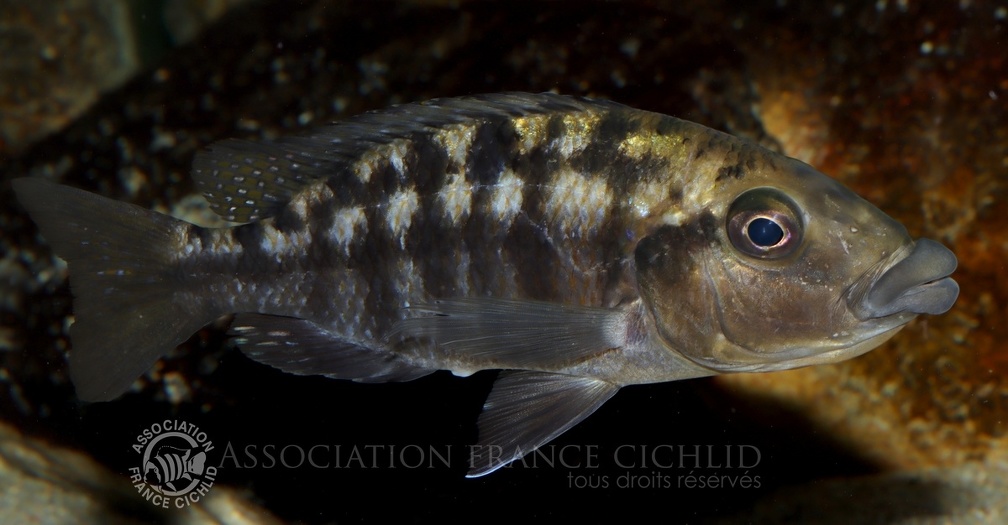 P.Tawil Eclectochromis sp. Mbenji thick lips Mbenji home C210811A 251.JPG