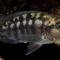 P.Tawil Eclectochromis sp. Mbenji thick lips Mbenji home C210811A 251.JPG