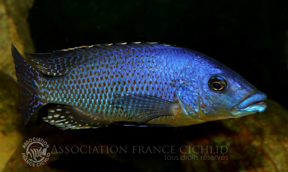 P.Tawil Eclectochromis sp. Mbenji thick lips Mbenji home C220416B 591.JPG