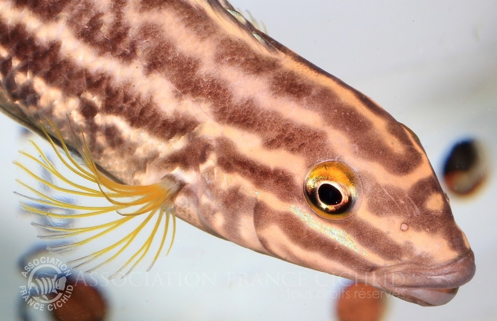 P.Tawil Julidochromis regani Bulombora wild-caught C140524A 109.JPG