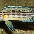 P.Tawil Julidochromis regani Bulombora tank-bred C200301A 515 femelle superbe.JPG