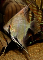 Pterophyllum scalare Suriname River