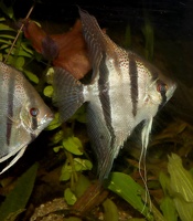 Pterophyllum scalare Rio Nanay