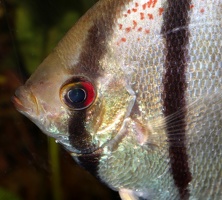 Pterophyllum scalare Rio Nanay