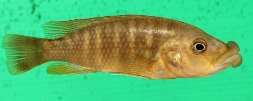 Abactochromis labrosus Tanzanie femelle