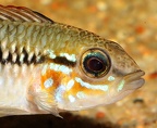 P.Tawil Apistogramma cf. pulchra 'Branco' Cawfalls Corentijn River Beaucousin C230530A 378.JPG
