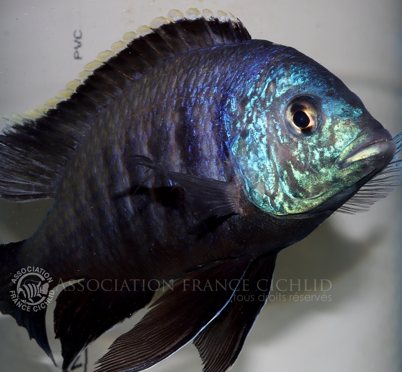 P.Tawil Placidochromis sp. blue Otter C230527A 255.JPG