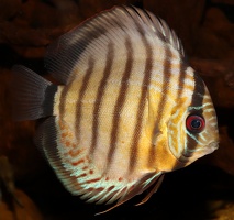 Symphysodon tarzoo Rio Nanay