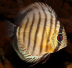 P.Tawil Symphysodon tarzoo Rio Nanay Beaucousin C230530A 511.JPG