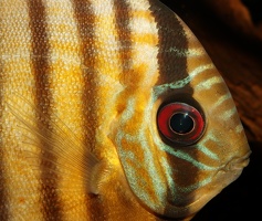 Symphysodon tarzoo Rio Nanay