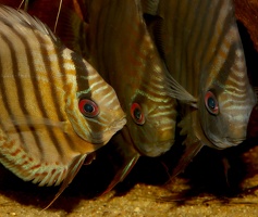 Symphysodon tarzoo Rio Nanay