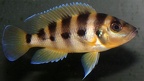 P.Tawil Neolamprologus sexfasciatus Kipili C100717A 123.JPG